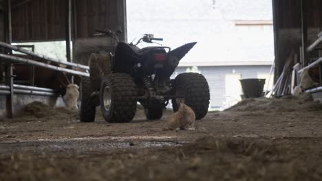 Inside-of-a-modern-Dutch-barn,-with-quad-and-playful-kitten