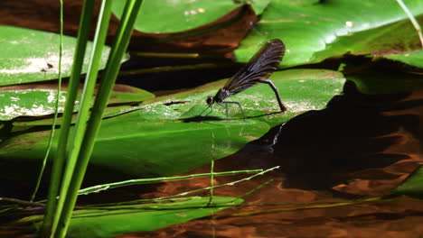 Very-beautiful-female-demoiselle-opening-her-wings-and-laying-eggs-into-a-crystal-clear-river-water-and-flies-away-followed-by-a-male-demoiselle