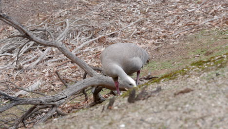 Cape-Barren-Goose-En-Un-Santuario-De-Aves-En-Victoria,-Australia