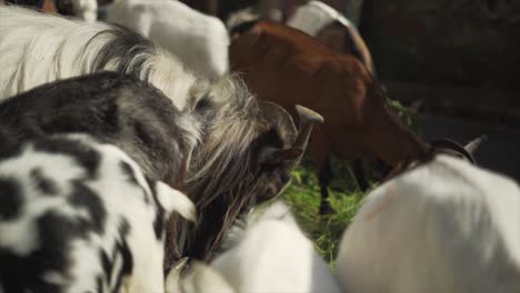 Herd-of-Goats-Eating-Grass---Slow-Motion