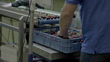 Putting-cherries-in-crate