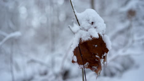 Still-Shot-of-a-Snowy-Old-Brown-Leaf-Tangled-in-Between-the-Branches