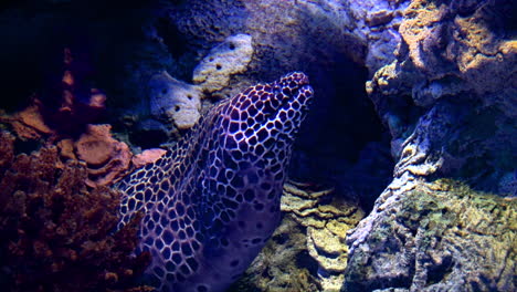Laced-Moray-Eel-fish-open-his-mouth-in-reef-cave-on-the-bottom-of-sea,-close-up-shot