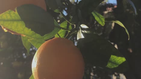 Closer-view-from-an-oranges-tree-and-its-fruits-Palos-Verdes-Estates,-California