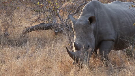 Close-Up-Shot-of-a-Large-White-Rhino-in-Bushland