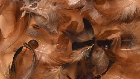 Top-view-of-a-minimal-background-with-soft-and-fluffy-white,-brown-and-black-feathers-falling,-near-some-stones,-on-a-light-wooden-background