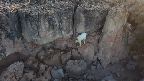 A-white-wild-goat-standing-on-the-rocky-side-of-a-scenic-mountain-cliff-in-Aruba