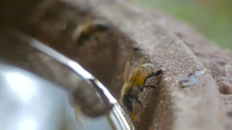 Honigbiene-Trinkt-An-Einem-Sommertag-Aus-Einem-Vogelbad-Im-Garten