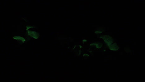 Der-Biolumineszierende-Pilz-Panellus-Stipticus,-Auch-Foxfire-Genannt,-Leuchtet-Im-Dunkeln
