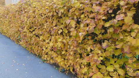 Walking-next-to-a-beautiful-yellow-hedge-in-the-autumn-in-slow-motion