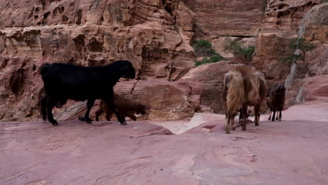 Angry-Goat-Ram-Turns-to-the-Fellow-Smaller-Goat-and-Scares-it-in-Ancient-City-of-Petra