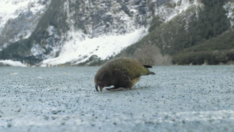 A-rare-and-endangered-Kea-Bird,-the-worlds-only-alpine-parrot-in-New-Zealand