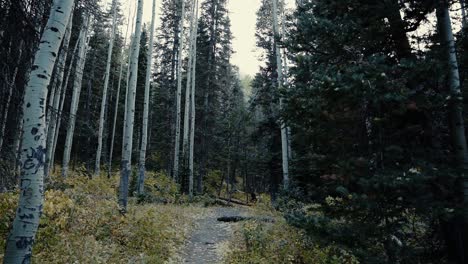 Wunderschöner-Blick-In-Den-Herbstwald-Im-Big-Cottonwood-Canyon-In-Utah,-USA