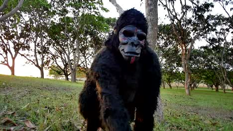 scary-gorilla-walks-pass,-a-wooded-area-as-the-sun-set-in-the-background