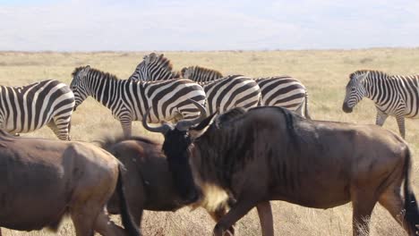 Ein-Zeitlupenclip-Einer-Herde-Gnus,-Bekannt-Als-Taurinus-Oder-Gnus,-Die-An-Zebras,-Equus-Quagga,-Früher-Burchell-Zebras-Oder-Equus-Burchelli,-Im-Ngorongoro-Krater-In-Tansania-Vorbeimarschieren