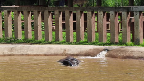 Elefante-Jugando-En-La-Piscina-Y-Buceando-Bajo-El-Agua-En-Cámara-Lenta