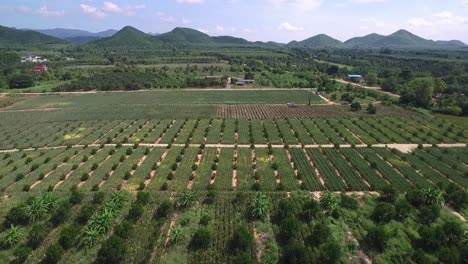 Pineapple-farm-in-Thailand-aerial-shot-on-DJI-PT4