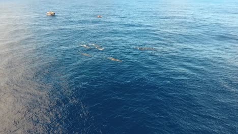 A-pod-of-12-sperm-whales-swimming-peacefully-in-the-ocean