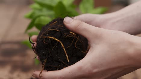 Gartenarbeit-Vom-Topfen-Von-Pflanzen-über-Die-Pflege-Junger-Bäume-Bis-Hin-Zur-Allgemeinen-Pflanzenpflege