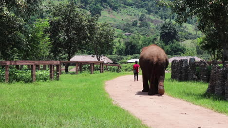 Elephant-walking-in-slow-motion-down-a-path-following-it’s-trainer