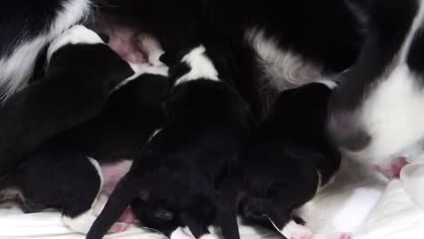 Border-collie-mum-licking-her-newborn-puppy