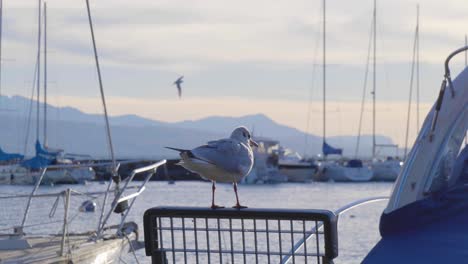 Seagull-resting-on-steel-grill-in-Lutry-harbor