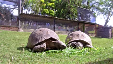 Two-tortoises-at-a-nursery-enjoying-some-fine-grass-when-a-pigeon-lands-in-the-frame-behind-them