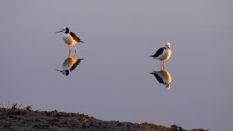 Stelzenläufervögel-Im-Teich-Während-Der-Migrationssaison-In-Neuseeland-Zur-Goldenen-Stunde