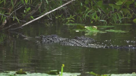 Alligatoren-Paaren-Sich-In-Zeitlupe-Im-Sumpfteich-Der-Everglades-In-Südflorida