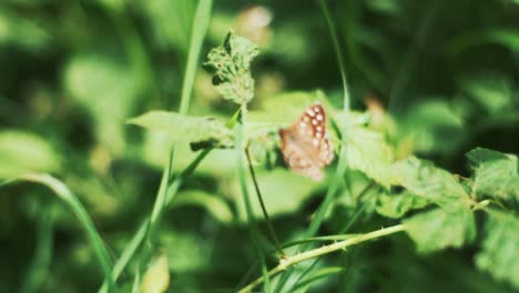 Brauner-Schmetterling,-Der-Auf-Hellen,-Sonnenbeschienenen-Blättern-Ruht