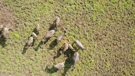 Drone-view-of-wild-buffalos-together-in-a-field