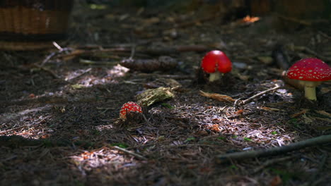 Some-little-red-toadstools-on-the-mossy-ground-with-some-sun-streaks-nearby