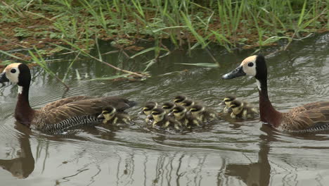 White-faced-whistling-duck-couple-with-eleven-chicks-in-water,-Amboseli-National-Park,-Kenya