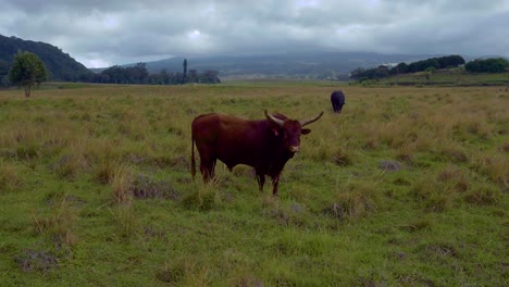 A-curious-Texan-Longhorn-bull-in-a-green-pasture