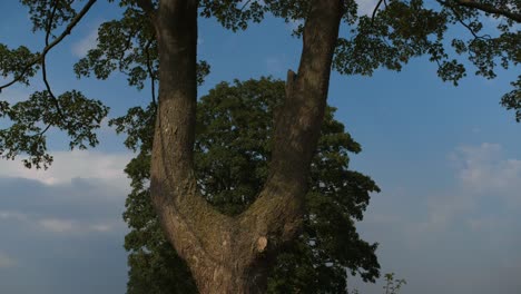 4k-Footage-of-a-'V'-shaped-tree