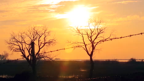 Ruhiger-Blick-Auf-Den-Sonnenuntergang-Am-Orangefarbenen-Himmel-Mit-Der-Silhouette-Zweier-Toter-Bäume-Hinter-Einem-Stacheldraht