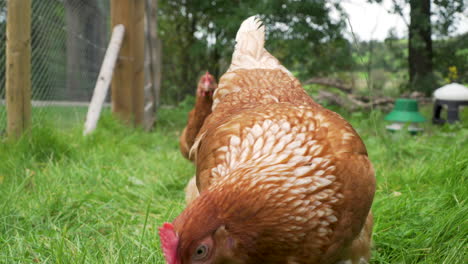 Free-range-chickens-running-towards-camera-in-fenced-grass-area