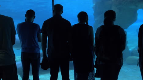 Guests-at-an-Amusement-Park-Watch-as-Dolphins-Swim-by-from-an-Under-Water-Viewing-Area,-Static-Moody-Silhouette