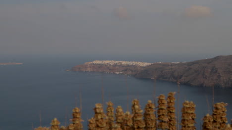 Das-Dorf-Oia-Auf-Santorini-Aus-Der-Ferne-Mit-Einer-Wilden-Oreganopflanze-Im-Vordergrund