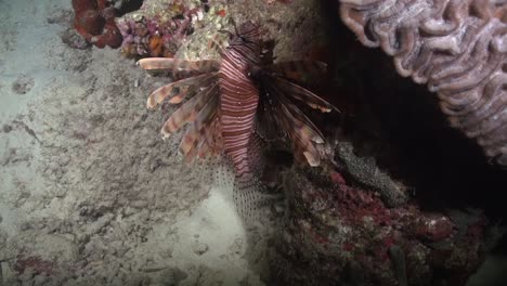 Lionfish-and-brain-coral
