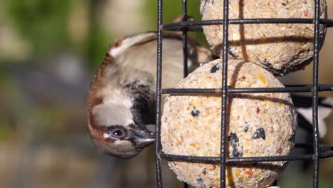 Close-up-of-a-house-sparrow-feeding-on-a-fat-ball-bird-feeder