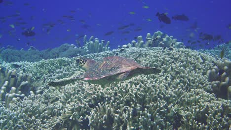 Eine-Kleine-Meeresschildkröte,-Die-Auf-Einem-Lebhaften-Riff-Schwimmt