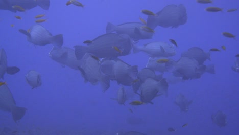 Vergrößerte-Aufnahmen-Eines-Schwarms-Vieler-Kopfpapageienfische
