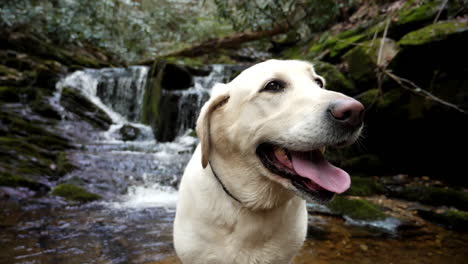 Healthy-smiling-white-labrador-retriever-smiles-with-waterfall-flowing-in-slow-motion-in-background