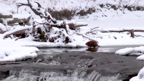 Otter-scratching-and-looking-for-food-on-a-frozen-river-in-winter