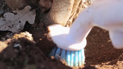 Desenterrando-Trufa-Negra-Del-Suelo-En-Australia