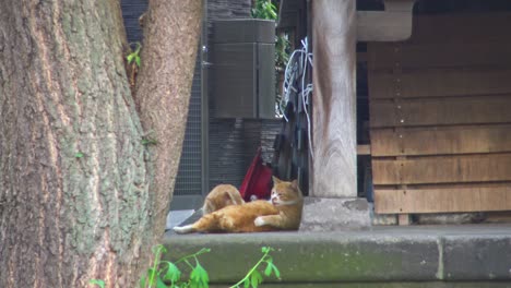 Close-up-cats-playing-with-each-other-in-the-shrine