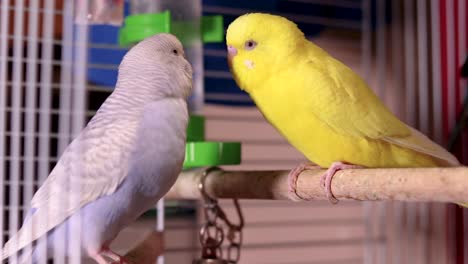 Two-best-friend-and-cutest-couple-budgies,-light-blue-and-yellow-enjoy-one-another's-company-by-being-relaxed,-calm-and-very-close-to-each-other