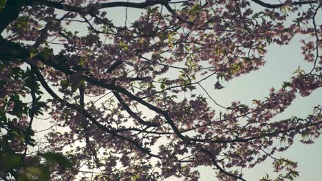 Große-Aufnahme-Von-Kirschblüten-In-Voller-Blüte,-Hinterleuchtet-Von-Der-Zeitlupe-Der-Sonne