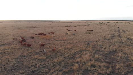 Cattle-is-running-in-the-morning-to-find-another-place-to-eat-shot-with-a-drone